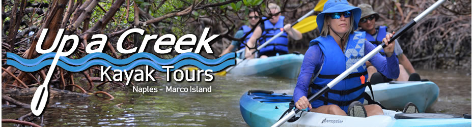 Up a Creek Kayak Tours in Naples Florida