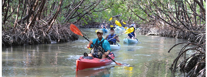Kayak Tours in Naples Florida